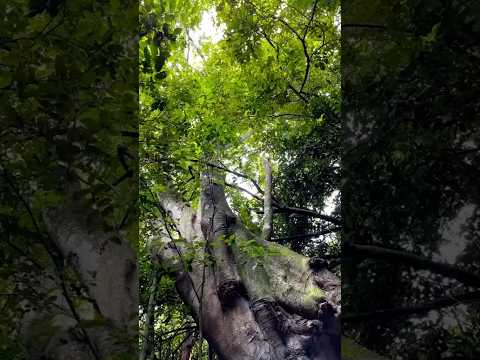 Los secretos que guarda la naturaleza.