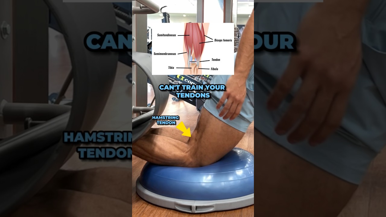 Can Tendons Be Trained?