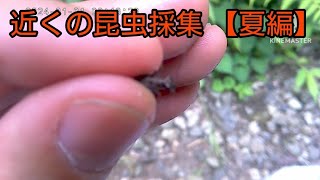 近所の公園で夏の昆虫採集してたらクワガタ取れた！【夏の昆虫採集】