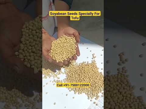 Soybean Seeds