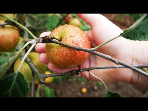 Wichtigste Gartenarbeiten im September