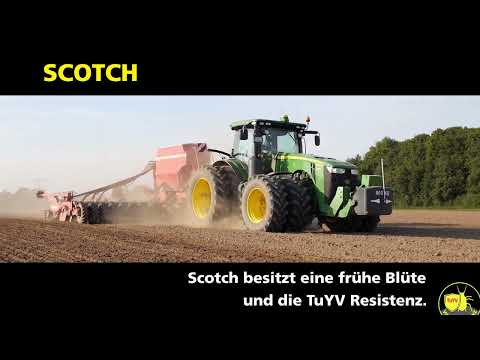 RAPOOL - SCOTCH - Abgerundet im Profil