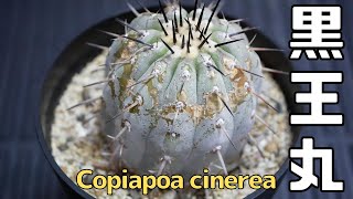 黒王丸 Copiapoa cinerea 2株目の紹介 [コピアポア シネレア ]