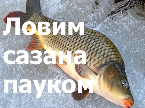 Ловим сазана зимой на паук. Catching carp in winter on a spider