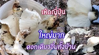 Ep2.3/4 เก็บเห็ดมัทสึทาเกะหรือเห็ดญี่ปุ่นในอเมริกา 24/12/21