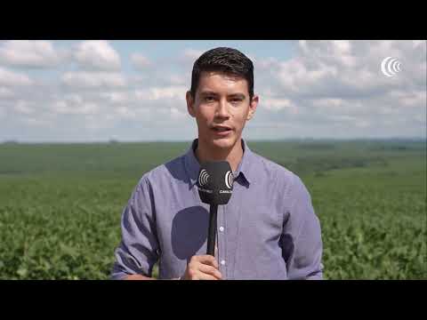 Plantio tardio de soja avança no Rio Grande do Sul