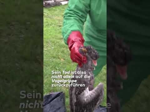 Video Thumbnail: VOGELGRUPPE IN MEXIKO: WHO meldet ersten Todesfall in Verbindung mit H5N2-Virus | WELT #shorts