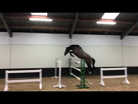 9 Douchy D Argilla Z (v.Dominator 2000 Z x Nagano) || 2nd video @ Home