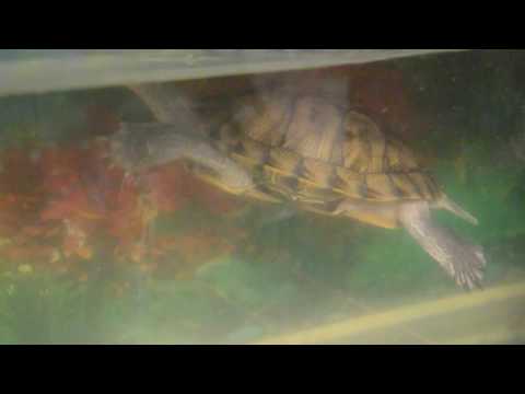 2 tortoise Video Full HD 2016