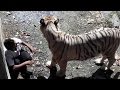 Delhi 22 Yr Old Student Was Attacked By A White Tiger In Zoo Rescue Came Late