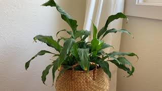 How to take care of peace lily | How to prevent yellow brown tips