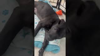 Video preview image #1 Labrador Retriever-Unknown Mix Puppy For Sale in Royal Palm Beach, FL, USA