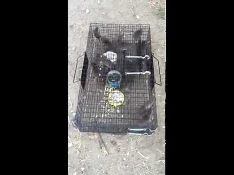Product Review: Ratinator - Best Rat Trap?