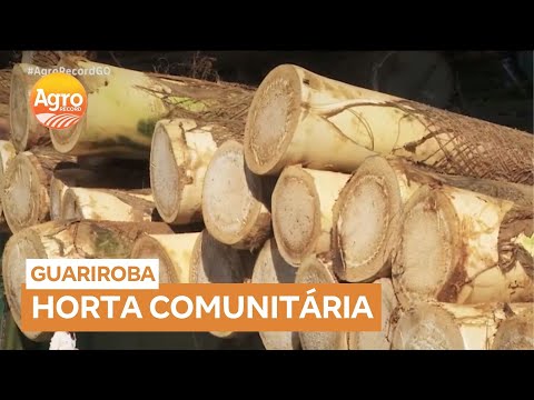 Horta comunitária de guariroba alimenta famílias carentes em Rio Verde (GO)