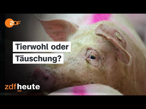 How much animal welfare goes into meat? Abuses in pig farms uncovered | frontal