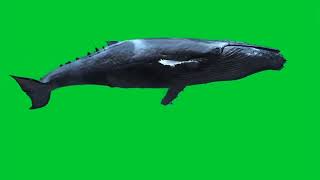 Download lagu Blue Whale Whale Mammal Fish Green Screen Green Screen Alfa || No Copyright Free Download mp3