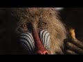 The Lion King 2019 Rafiki Finds Simba S Hair I 4K Ultra HD