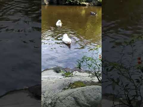アヒルと野生のアヒルの好きな食べ物は何ですか?どれを避けるべきでしょうか?  庭園