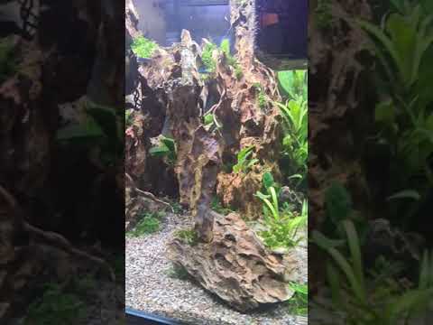 My new blau 91 liter aquascape
