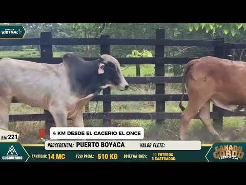 Lote Nro. 221