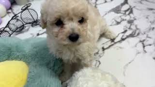 ハーフ犬の動画01