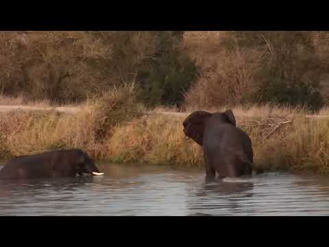 Djuma: Two Elephant bulls enjoy some water play time in the dam - 17:23 - 07/01/2023