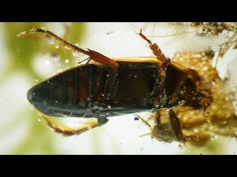 Conflicts of Nature: Conflicts in a Pond | Wildlife Documentary