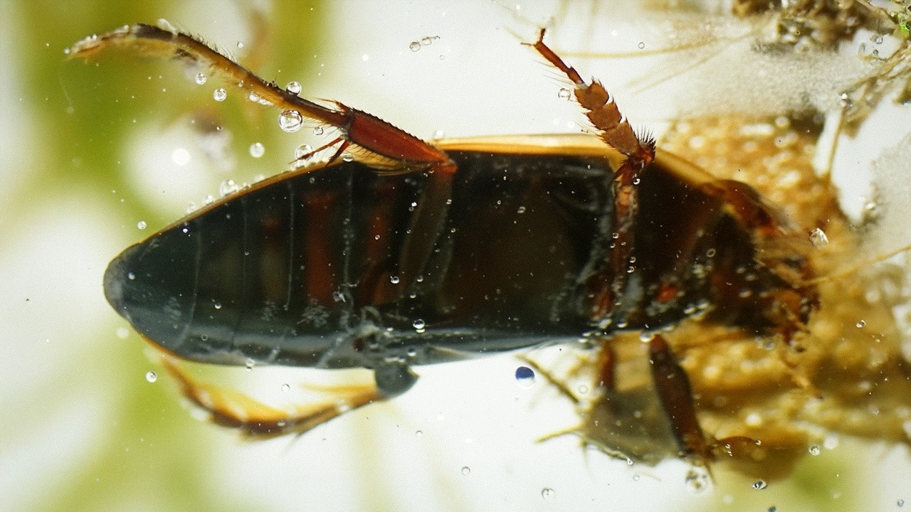 Conflicts of Nature: Conflicts in a Pond | Wildlife Documentary