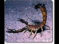 genelec and memphis reigns - scorpion circles ...