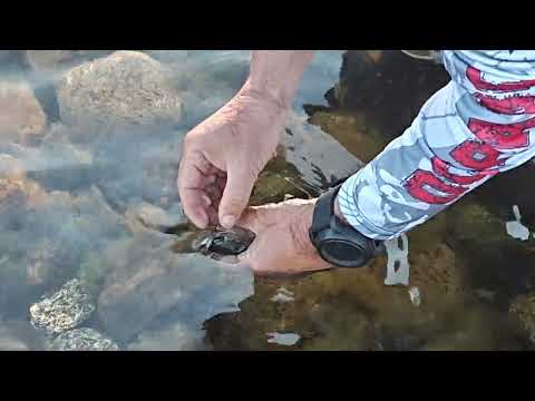 Bariloche Verano 2026 4k Lago Steffen Lago Gutierrez Nahuel Huapi Cascada de los Alerces Lago Traful