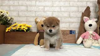 Video preview image #1 Shiba Inu Puppy For Sale in LOS ANGELES, CA, USA