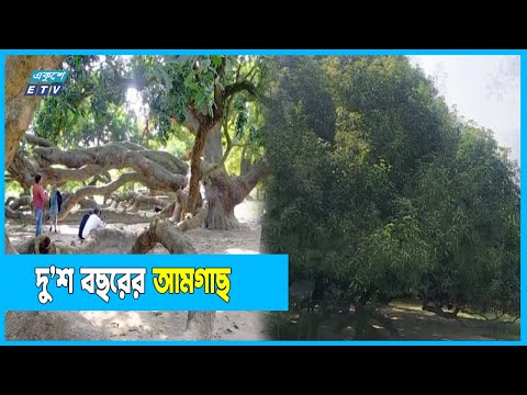তিনবিঘা জমি জুড়ে একটি আমগাছ