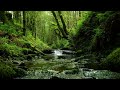 CALMING FOREST SOUNDS BABBLING STREAM AND RELAXING BIRDSONG FOR SLEEP AND STRESS RELIEF