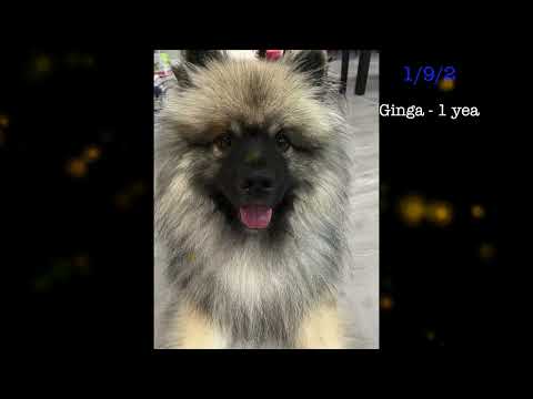 Keeshond Puppy Ginga : 8 Weeks to 1 year (Happy Birthday!)
