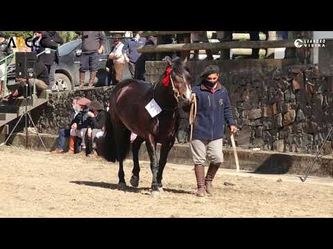 Quarto de Lua do Recanto Crioulo   Terceiro Melhor Macho