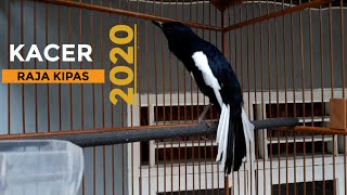 Download lagu KACER RAJA KIPAS 2020 | Sahabat Kicau mp3