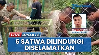 Terancam Punah, 6 Satwa Dilindungi Berhasil Dievakuasi BKSDA dari Lubuklinggau