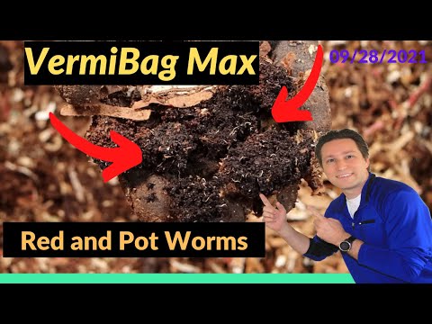 Vermibag Max Fruit Flies, Pot Worms, and Feeding! 9/28/2021