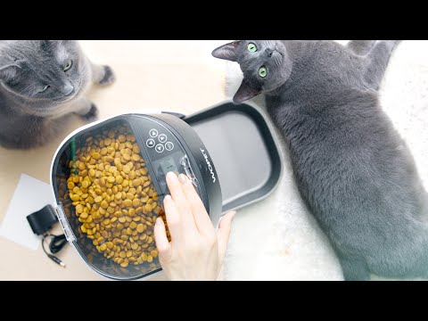 Leaving My Russian Blue Cats With Auto Feeder - Will They Survive?