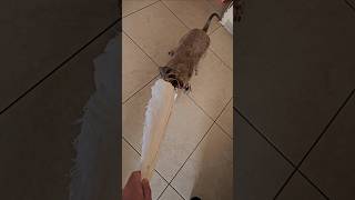 Disputa #dog #animals #pets