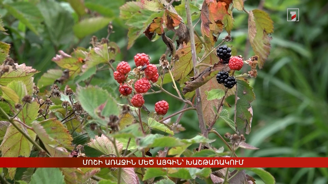 Մոշի առաջին մեծ այգին՝ Խաշթառակում