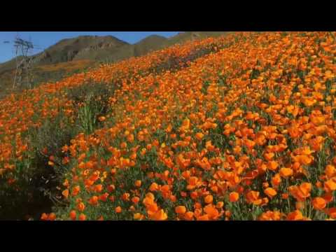 Walker Canyon Poppy Fields Super Bloom 2017 - Riverside County, CA