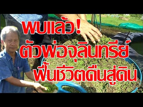 โคตรจุลินทรีย์และโปรตีนจากแหนแดง ตอบโจทก์ปรับปรุงบำรุงดินทำง่ายไม่ซับซ้อน