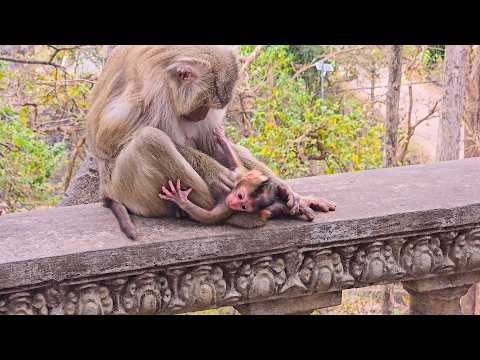 Monkey mommy Moka taking full attention of lovely baby with love