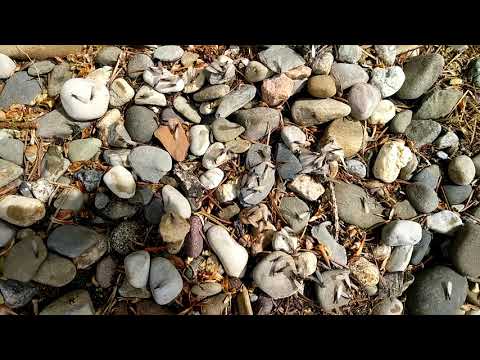 Termite Swarmers Found by the Back Door in Long Beach Island, NJ