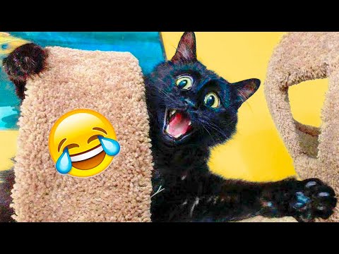 Funny Cat Scares Of Ordinary Things 😻 Cute And Funny Cat Reactions #woamew