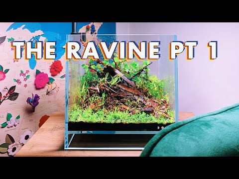 Aquascape Toronto: DOOA Neo Glass Air 20x20x20 Setup