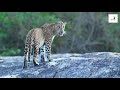 Alpha Male Leopard At Kumana Leopard Animal Planet Animal Video Wild Sri Lanka Big Cats