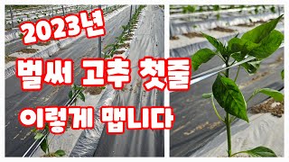 고추 첫줄 매는 방법 주의 할  점 2023년 [고추재배방법]