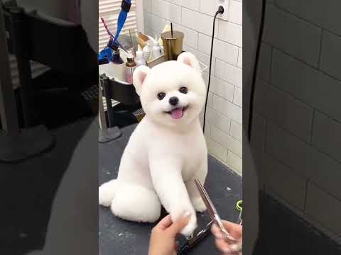 Petit chiot adorable se faisant coiffer